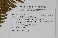 傅氏鳳尾蕨藏品圖，第2張