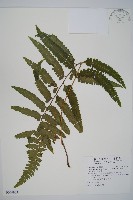 臺北鱗蓋蕨藏品圖，第1張