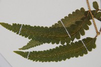 臺北鱗蓋蕨藏品圖，第3張