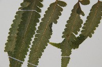 臺北鱗蓋蕨藏品圖，第4張