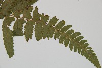 臺北鱗蓋蕨藏品圖，第5張