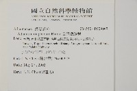 長尾鐵線蕨藏品圖，第2張