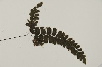 長尾鐵線蕨藏品圖，第3張