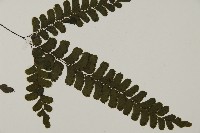 長尾鐵線蕨藏品圖，第4張