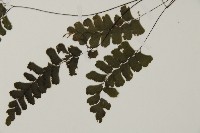 長尾鐵線蕨藏品圖，第5張