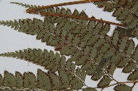 斜方複葉耳蕨藏品圖，第4張