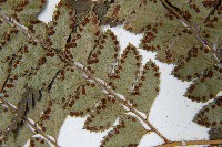 斜方複葉耳蕨藏品圖，第5張