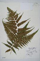 臺灣雙蓋蕨藏品圖，第1張