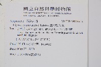 臺灣雙蓋蕨藏品圖，第5張