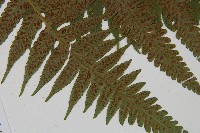 臺灣雙蓋蕨藏品圖，第6張