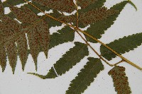 臺灣雙蓋蕨藏品圖，第8張