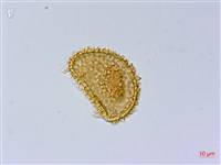 臺灣雙蓋蕨藏品圖，第2張