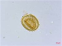 臺灣雙蓋蕨藏品圖，第4張