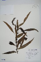 波氏星蕨藏品圖，第1張