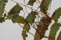 臺北鱗蓋蕨藏品圖，第4張