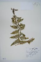 熱帶鱗蓋蕨藏品圖，第1張