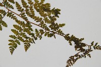 熱帶鱗蓋蕨藏品圖，第3張