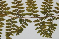 熱帶鱗蓋蕨藏品圖，第4張