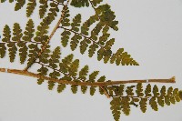 熱帶鱗蓋蕨藏品圖，第5張