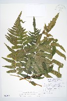 廣葉鋸齒雙蓋蕨藏品圖，第1張