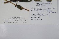 廣葉鋸齒雙蓋蕨藏品圖，第2張