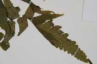 廣葉鋸齒雙蓋蕨藏品圖，第3張