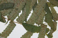 廣葉鋸齒雙蓋蕨藏品圖，第4張