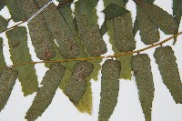 廣葉鋸齒雙蓋蕨藏品圖，第5張