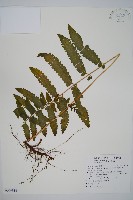 臺北鱗蓋蕨藏品圖，第1張