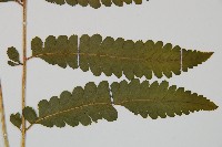 臺北鱗蓋蕨藏品圖，第3張