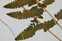 臺北鱗蓋蕨藏品圖，第4張