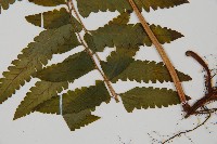 臺北鱗蓋蕨藏品圖，第5張