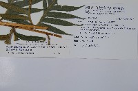 臺灣狗脊蕨藏品圖，第2張