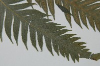 臺灣狗脊蕨藏品圖，第3張