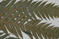 臺灣狗脊蕨藏品圖，第4張