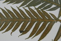 臺灣狗脊蕨藏品圖，第5張