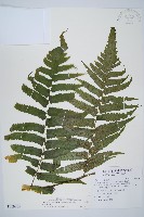 廣葉鋸齒雙蓋蕨藏品圖，第1張