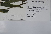 廣葉鋸齒雙蓋蕨藏品圖，第2張