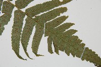 廣葉鋸齒雙蓋蕨藏品圖，第3張