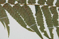 廣葉鋸齒雙蓋蕨藏品圖，第4張