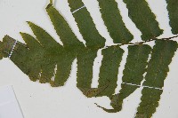 廣葉鋸齒雙蓋蕨藏品圖，第5張