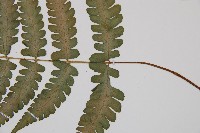 東洋蹄蓋蕨藏品圖，第3張