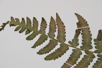 東洋蹄蓋蕨藏品圖，第4張