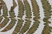 東洋蹄蓋蕨藏品圖，第5張