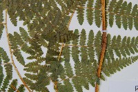 姬蕨藏品圖，第3張