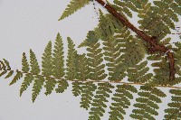 姬蕨藏品圖，第4張