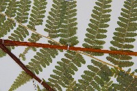 姬蕨藏品圖，第5張