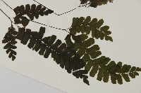 長尾鐵線蕨藏品圖，第3張