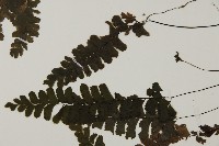 長尾鐵線蕨藏品圖，第4張