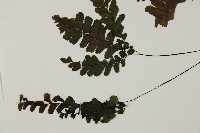 長尾鐵線蕨藏品圖，第5張